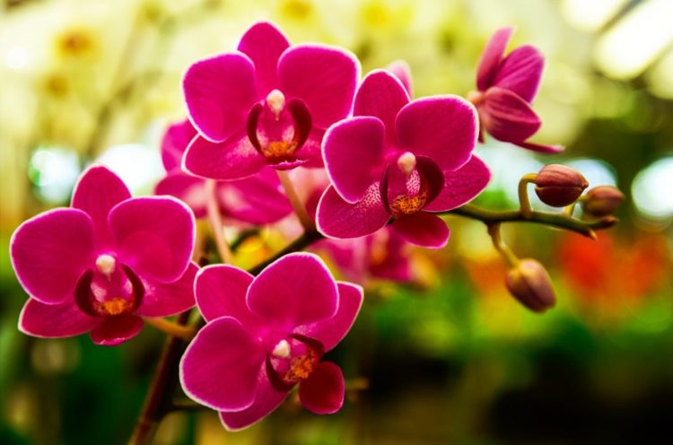 Где находится родина растения орхидея
