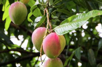 Как вырастить манго из косточки? Тропическое дерево в горшке