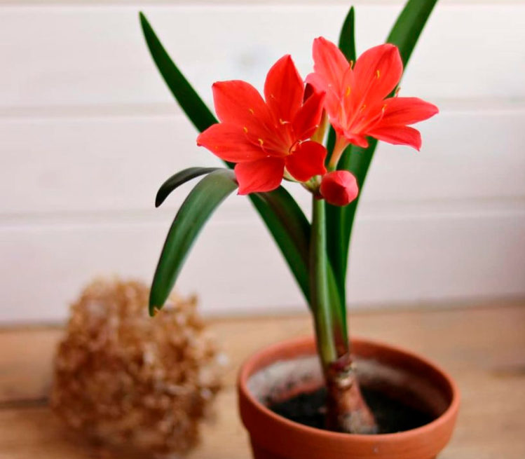 Валлота: тропический цветок в доме. Уход и размножение