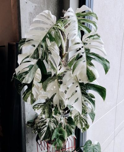 Монстера Альба вариегатная — белая красотка с огромными листьями