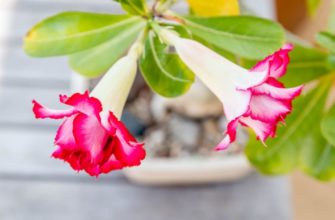 Адениум — выращиванием цветок в домашних условиях