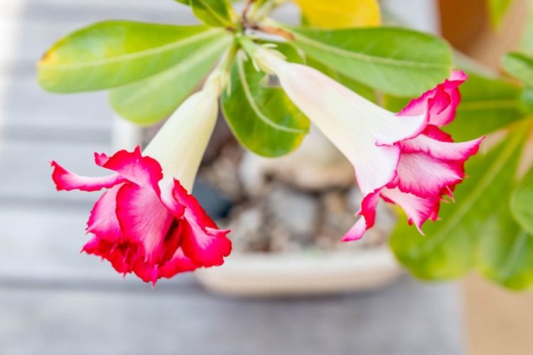 Адениум — выращиванием цветок в домашних условиях
