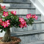 Адениум: выращиванием цветок в домашних условиях