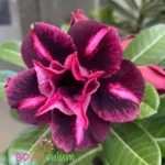 Адениум: выращиванием цветок в домашних условиях