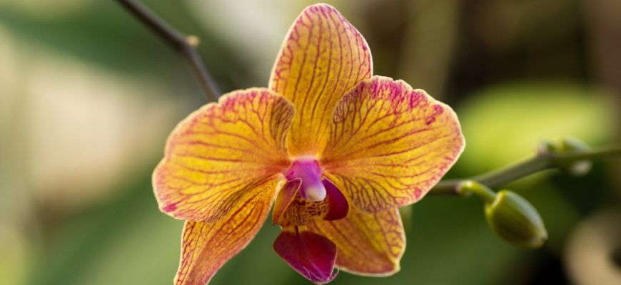 Орхидея Фаленопсис Попугай: Описание, уход и фото