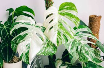 Монстера Альба вариегатная — белая красотка с огромными листьями