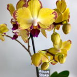 Орхидея Фаленопсис Попугай: Описание, уход и фото