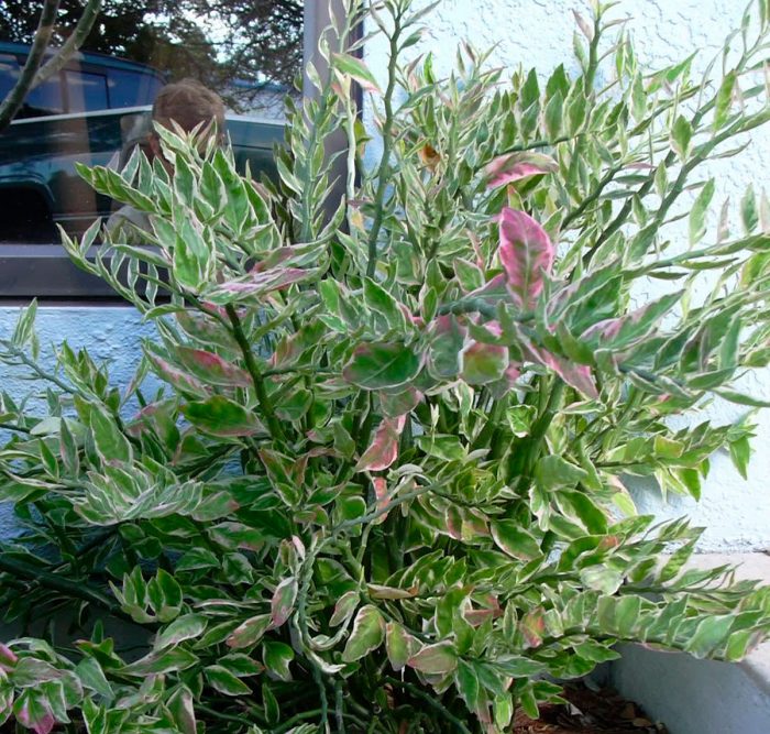Педилантус титималоидный (Pedilanthus tithymaloides)