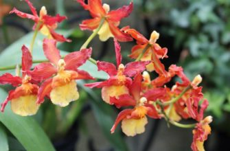 Орхидея эпидендрум: выращивание и уход