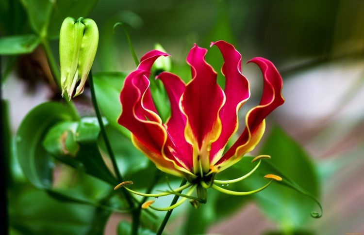 Глориоза: выращиваем великолепный цветок в домашних условиях