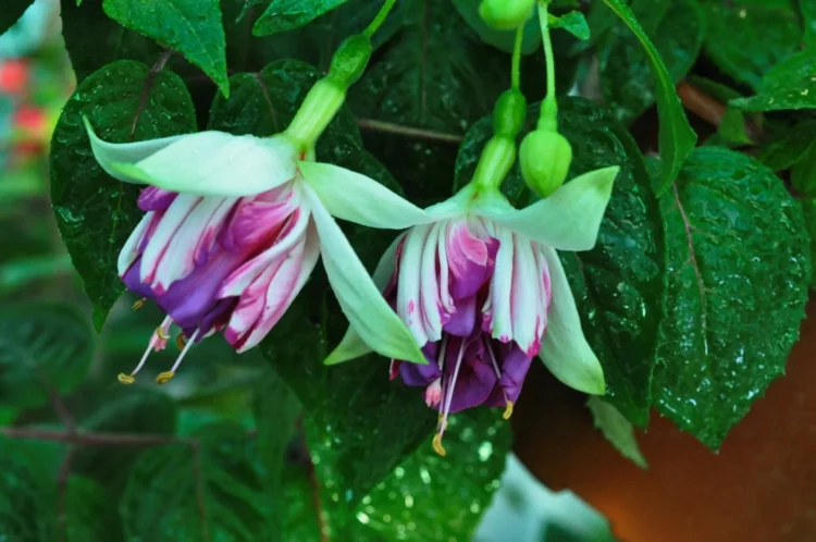 Фуксия: как вырастить красивый и здоровый цветок