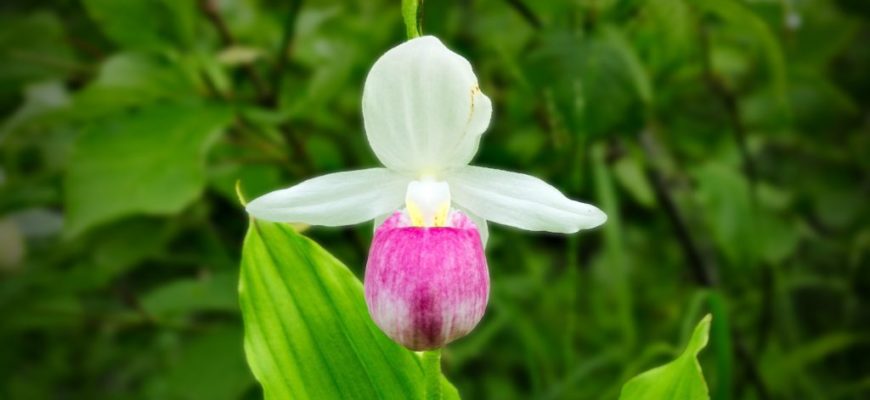 Орхидея пафиопедилум: Уход в домашних условиях