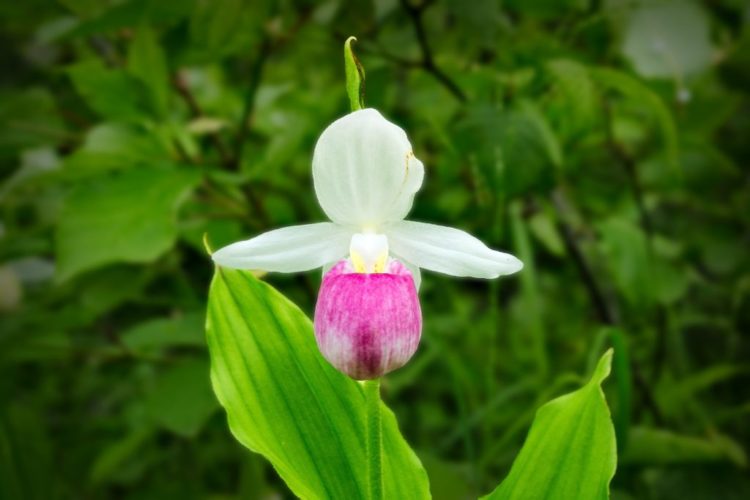 Орхидея пафиопедилум: Уход в домашних условиях