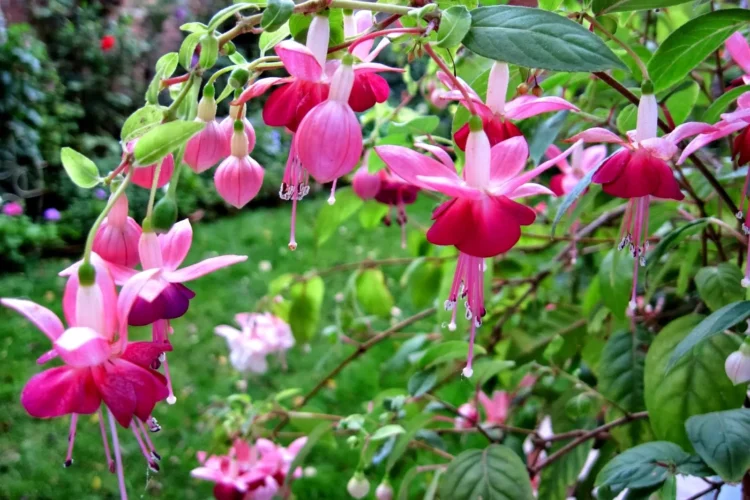 Фуксия: как вырастить красивый и здоровый цветок