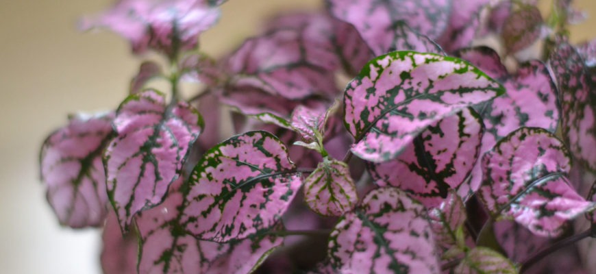 Комнатный цветок Гипоэстес — описание и правила ухода