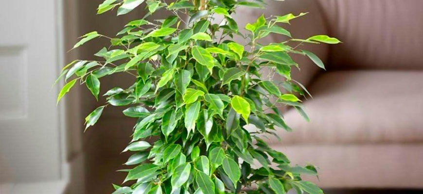 Фикус Бенджамина — уютное домашнее дерево