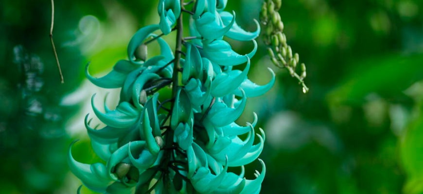 Стронгилодон: экзотическая лиана с красивыми цветами