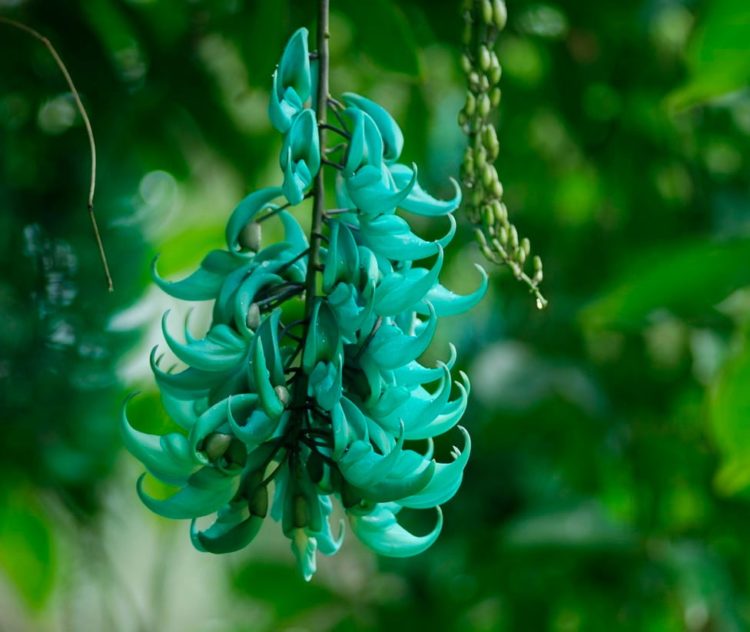 Стронгилодон: экзотическая лиана с красивыми цветами