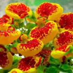 Кальцеолярия — эффектное декоративное растение