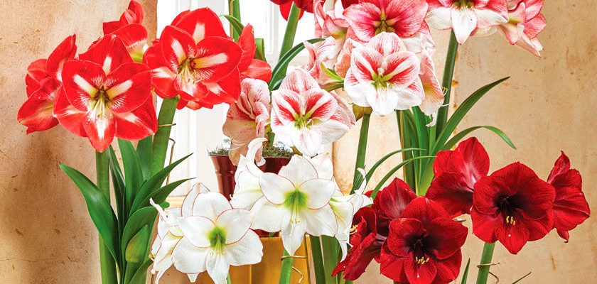Амариллис — декоративный цветок, который можно вырастить из луковицы