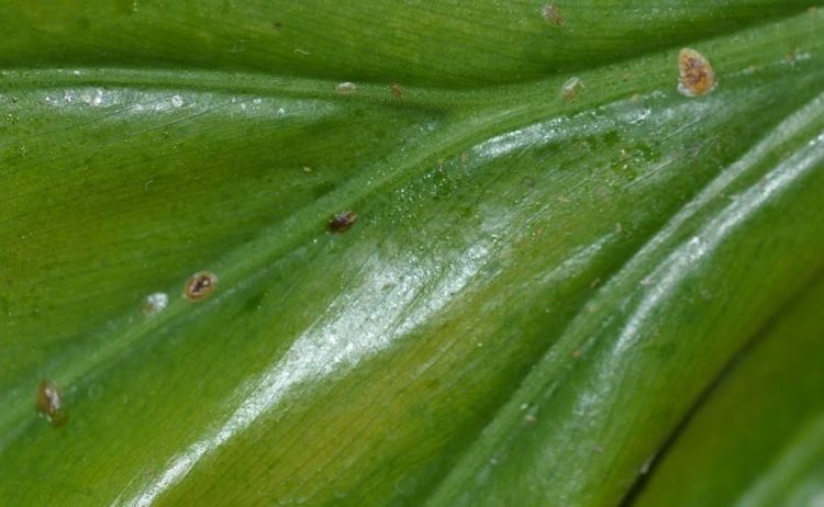 Филодендрон Джангл Буги: лиана с резными листьями