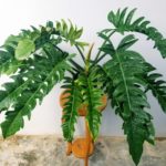 Филодендрон Джангл Буги: лиана с резными листьями