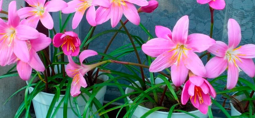 Зефирантес — необычный цветок с лечебными свойствами