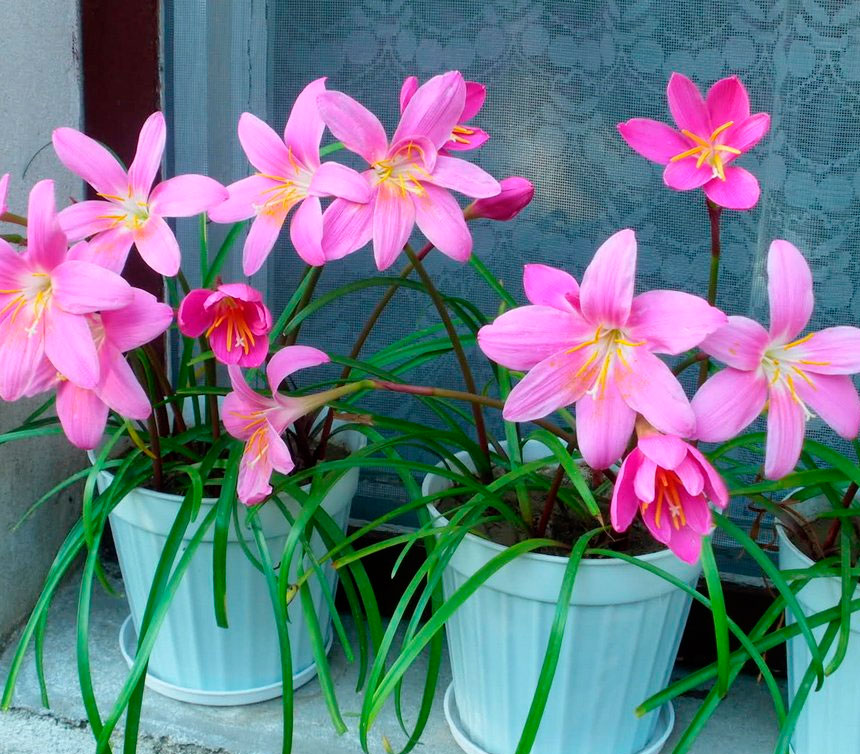 Зефирантес — необычный цветок с лечебными свойствами