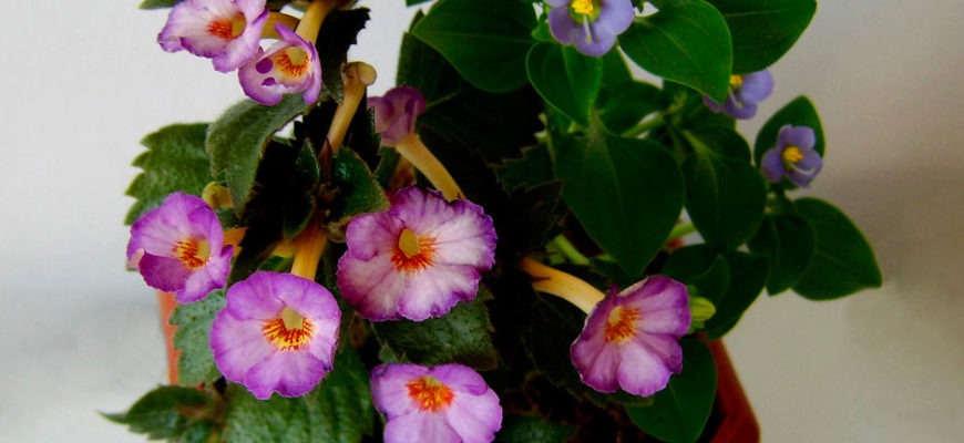Ахименес — волшебный цветок для дома