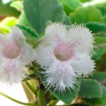 Альсобия — кружевной цветок с бахрамой
